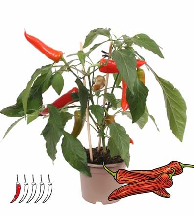 Grammatica Kosciuszko Post Mild Chili - Rode peper plant voor in huis - Vreugdenhil Young Plants